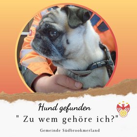Hund gefunden