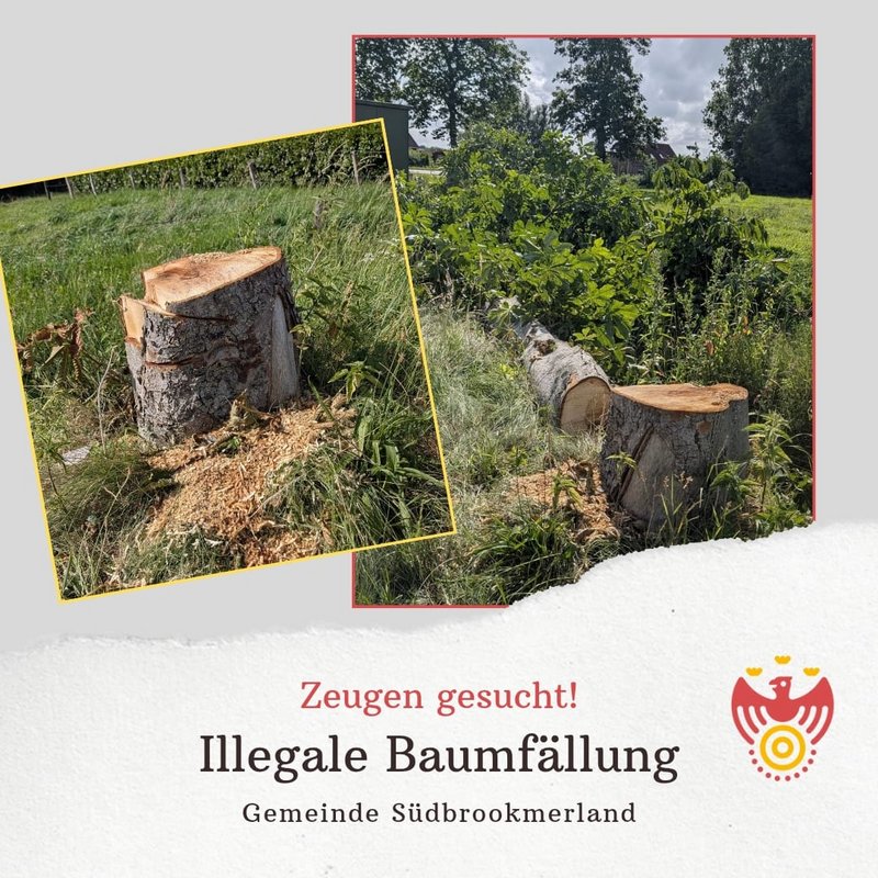 Gefällte Bäume